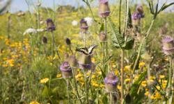 Hier ist ein Bild zu sehen: Niedernhofen Schwalbenschwanz von Annette Schellenberg. Eine hochgewachsene Wiese auf der ein Schmetterling sitzt.