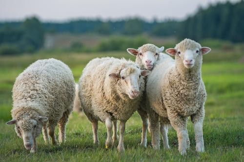 Hier ist ein Foto von vier Schafen auf einer Wiese zu sehen. Die Schafe stehen dicht beieinander und blicken in die Kamera. Eines der Schafe frisst Gras. Im Hintergrund ist eine grüne, leicht unscharfe Landschaft mit Bäumen zu erkennen. Die Szene wirkt ruhig und idyllisch.